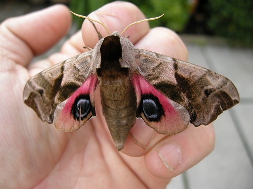 eyed hawkmoth